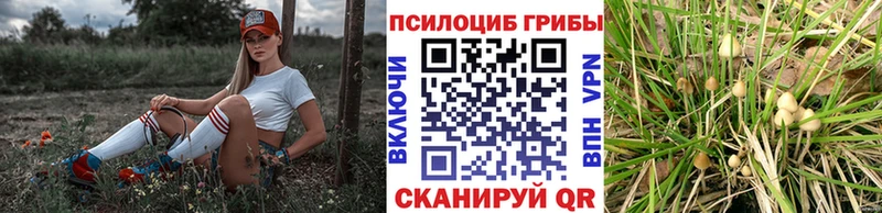 где купить наркоту  Канаш  Псилоцибиновые грибы Magic Shrooms 